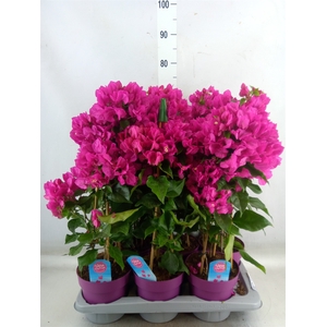 Bougainvillea  'Vera Dp Purple Imp'