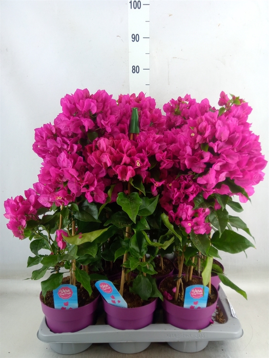 <h4>Bougainvillea  'Vera Dp Purple Imp'</h4>