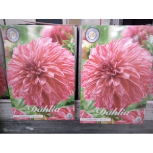 Dahlia   ...flowerbulbs