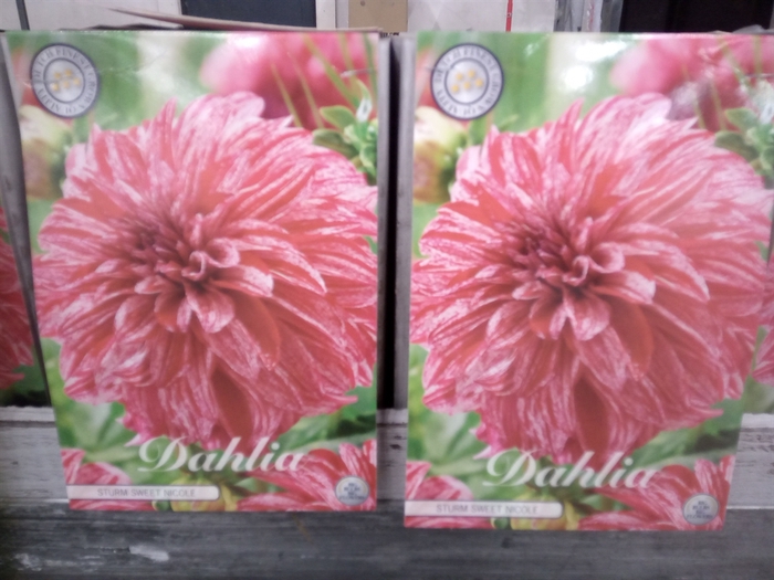 <h4>Dahlia   ...flowerbulbs</h4>