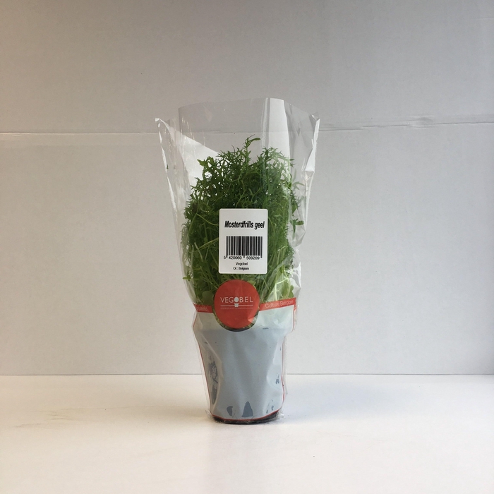 <h4>Mosterdfrills Groen P9</h4>