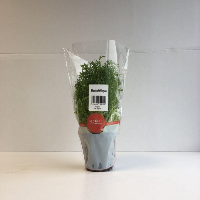 <h4>Mosterdfrills Groen P9</h4>