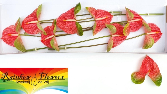 <h4>ANTH A PINK JESOLO</h4>