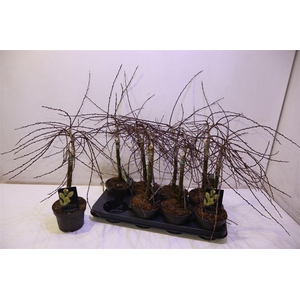 Salix Rep Iona Op Stam