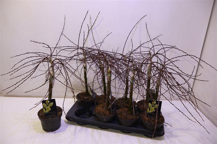 <h4>Salix Rep Iona Op Stam</h4>