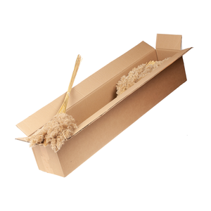 Cortaderia Plum Extra 115cm 5pc Sb Natural