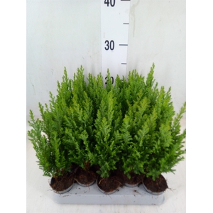 Chamaecyparis laws. 'Ellwoodii'