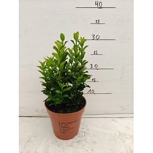 Euonymus japon. 'Green Spire'