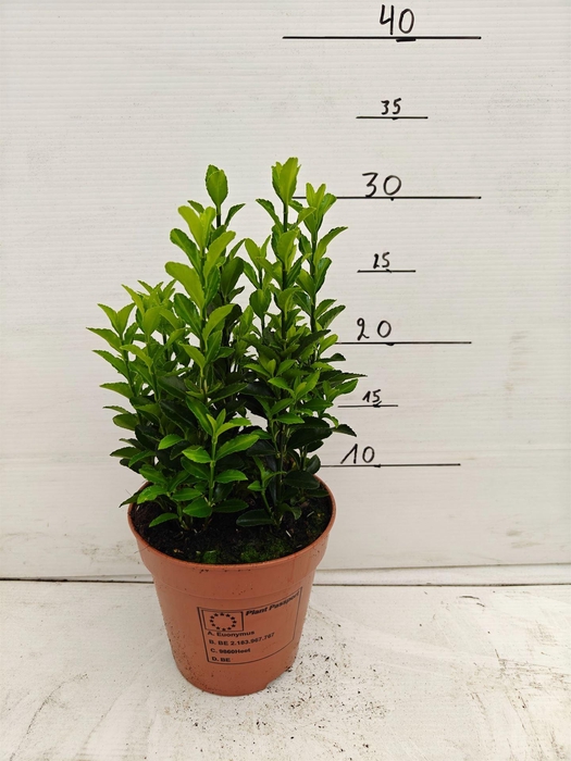 <h4>Euonymus japon. 'Green Spire'</h4>