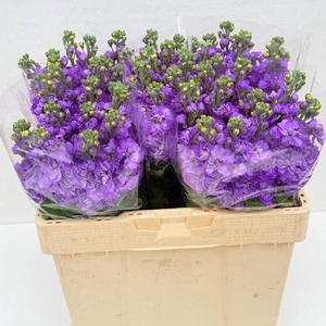 MATTH FIGARO LAVENDE