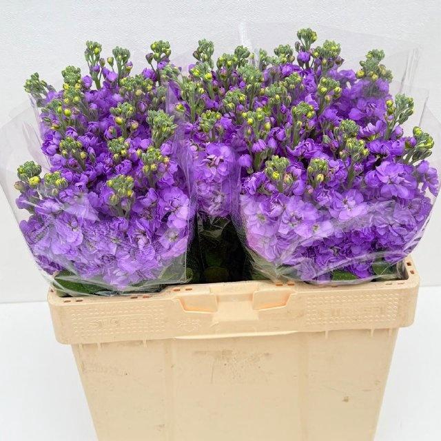 <h4>MATTH FIGARO LAVENDE</h4>