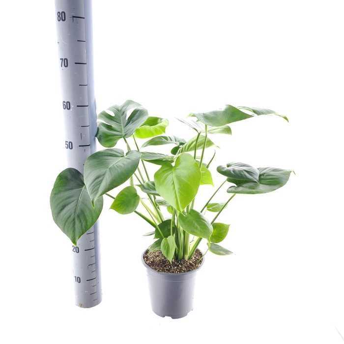 <h4>MONSTERA DELICIOSA</h4>