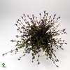 Ceratostigma griffithii