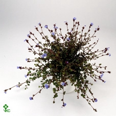 Ceratostigma griffithii