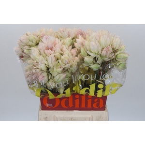 Blushing Bride 4/6 Flowers