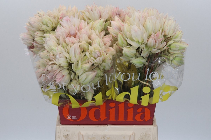 <h4>Blushing Bride 4/6 Flowers</h4>