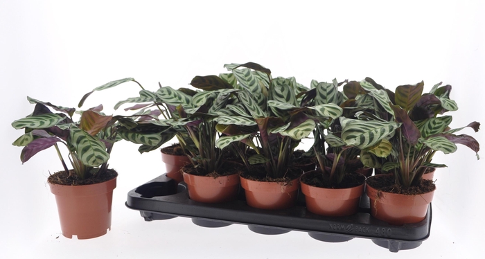 CTENANTHE BURLE-MARX