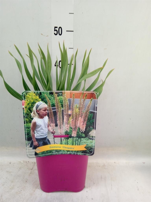 <h4>Eremurus ...</h4>