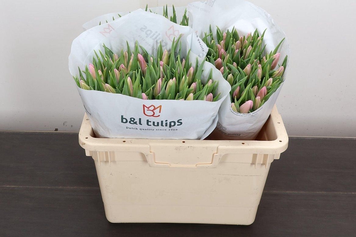 <h4>Tu En Aafke (b&l)</h4>