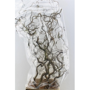 Corylus Av Contorta 140cm X5