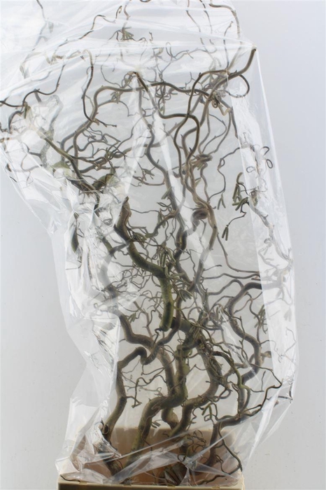 <h4>Corylus Av Contorta 140cm X5</h4>