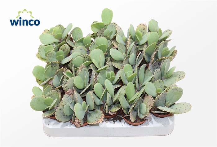 <h4>Kalanchoe Marmorata (tiger)</h4>