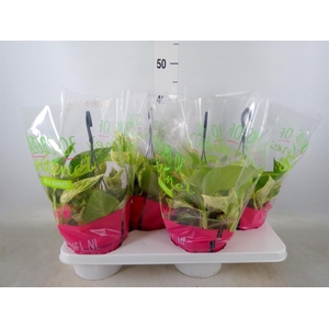 Epipremnum pinn. 'Marble Queen'  HG