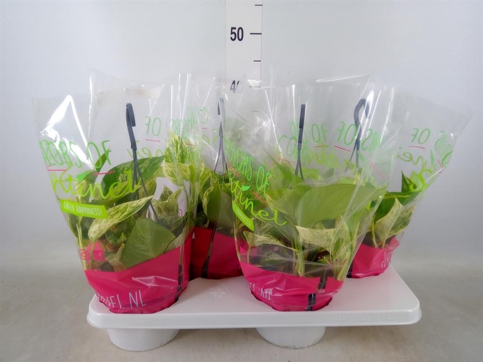 <h4>Epipremnum pinn. 'Marble Queen'  HG</h4>