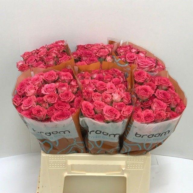 <h4>Rosa TR 'Sweet Julia' BRAAM</h4>