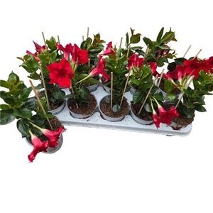 MANDE RIO PETITE RED