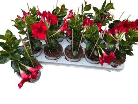 <h4>MANDE RIO PETITE RED</h4>