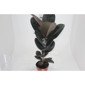 FICUS ELASTICA BURGUNDY P17