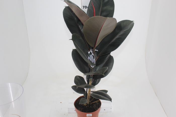 <h4>FICUS ELASTICA BURGUNDY P17</h4>