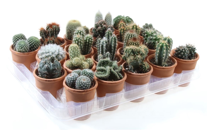 <h4>Cactus Gemengd Keramiek Terracotta</h4>