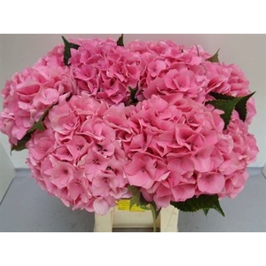 Hydr M Royal Love Rose