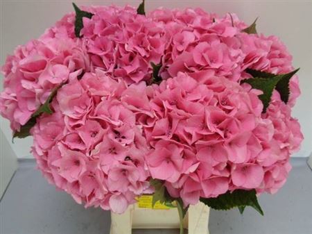 <h4>Hydr M Royal Love Rose</h4>