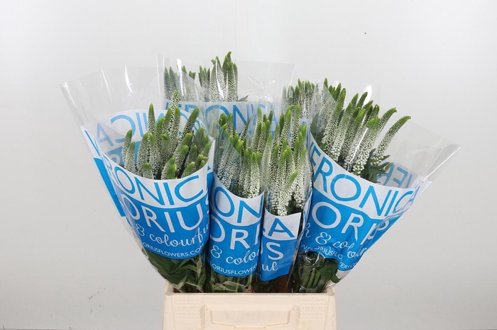 <h4>Veron Smart Luna</h4>