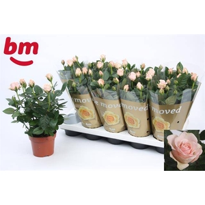 ROSA BEAU MONDE LIGHT PINK P12