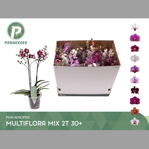 PHAL MF GEM 10 KL