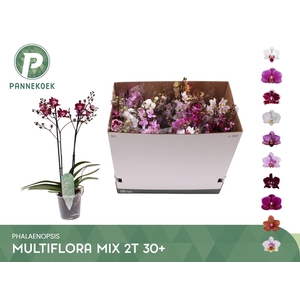 PHAL MF GEM 10 KL