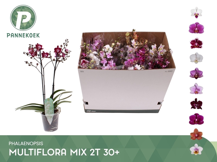 <h4>PHAL MF GEM 10 KL</h4>
