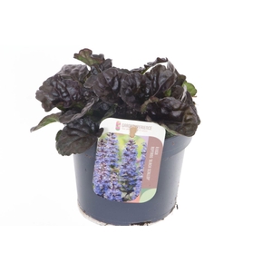 Ajuga reptans Black Scallop