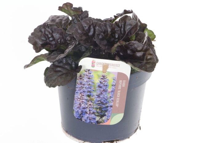 <h4>Ajuga reptans Black Scallop</h4>