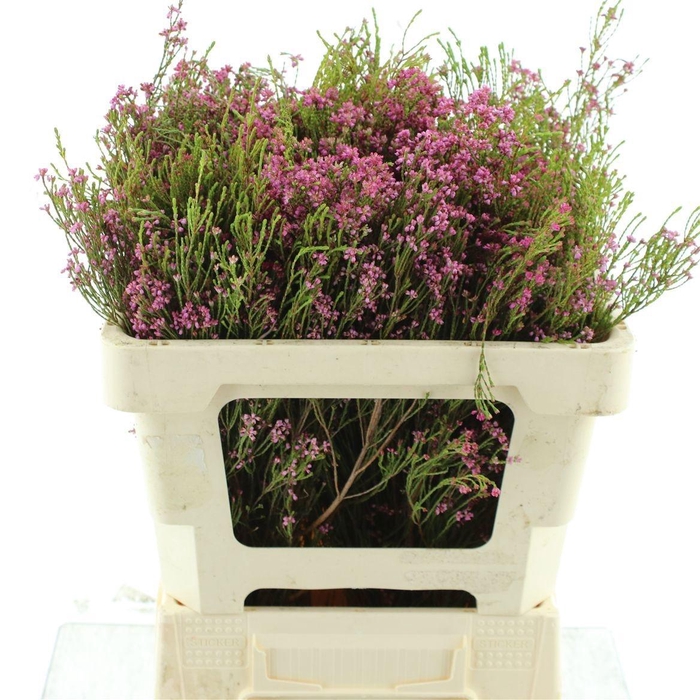 <h4>ERICA CORIFOLIA</h4>