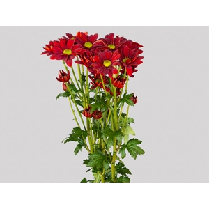 CRISANTEMO EXPLORE 080 CM VERMELHO