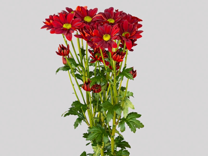 <h4>CRISANTEMO EXPLORE 080 CM VERMELHO</h4>