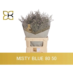 LIM MISTY BLUE
