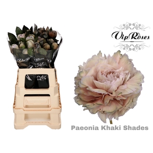 PAEONIA KHAKI SHADES x 20