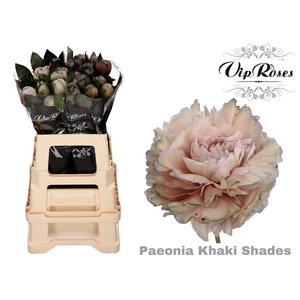PAEONIA KHAKI SHADES x 20