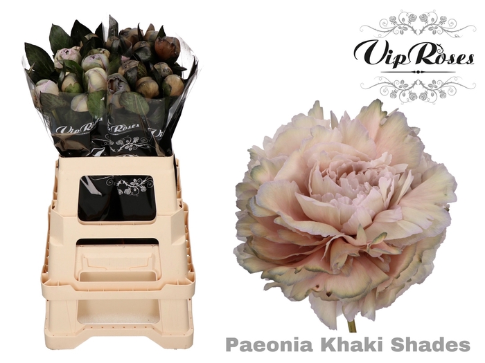 <h4>PAEONIA KHAKI SHADES x 20</h4>
